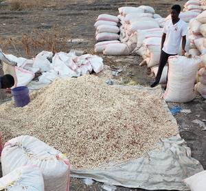 Semillas de Baobab africanas orgánicas de origen directo Jugos secos frescos Productos agrícolas africanos - Product Image 3