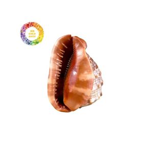 Conchas pulidas Cypraecassis rufa | Hermosas conchas marinas para ARTE Y EXHIBICIÓN - Product Image 3