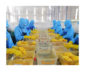 Wholesale Vietnam Yellow Dried Mango, Premium Snack Perfect for Smoothies and Export Worldwide - Product Image 6