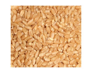 Grains de blé séchés de la meilleure qualité Grains de blé tendre et dur orge en vrac Grains de blé pour la vente en gros - Product Image 2
