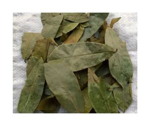 Approvisionnement en vrac de feuilles de corossol séchées-Couleur uniforme et arôme naturel fort Feuilles de corossol séchées pour l'exportation de tisane - Product Image 4