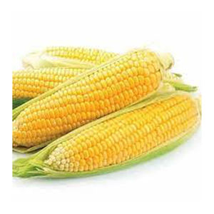 Maíz amarillo no Gmo de alta calidad, venta al por mayor de alto fabricante, nuevo mejor material con tarifa barata - Product Image 3