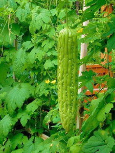 Khô mướp đắng lá/cholesterol điều khiển/sạch nhãn/thảo dược bổ sung - Product Image 3