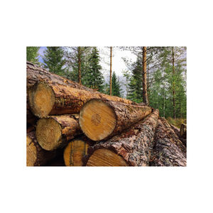 Distributeur en gros de bûches de pin séchées au four pour le bois de chauffage et le chauffage - Product Image 3