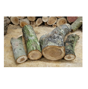 Troncos de madera de olmo en venta a precio económico, adecuados para la industria de la madera y la carpintería. - Product Image 6