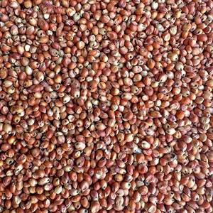 Sorgo Orgánico Seco, Grano Entero, Limpio, Clasificado, Cereal Grueso, Sin Gluten, Grado Alimenticio, Suministro a Granel en Venta - Product Image 6