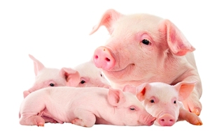 Les cristaux de sodium de saccharine d'édulcorant d'additifs d'alimentation des animaux dihydratent CAS 6155 - Product Image 6