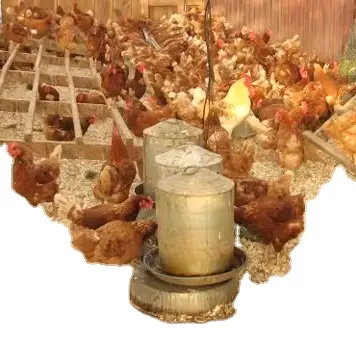 Harina de soja 46% Aditivo para piensos para animales Alimento para aves de corral y ganado a la venta