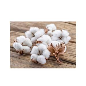 Matière première de balles de coton de haute pureté pour les filatures et l'exportation du fabricant de confiance - Product Image 4