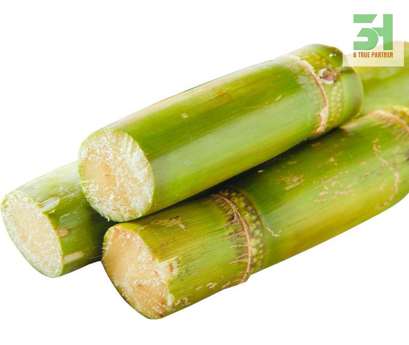 Высокое качество, вкус свежего сахарного тростника по лучшей цене от 3 часов Вьетнама (ММС. Нанси + 84 981 859 069)