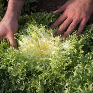 Chicorée à feuilles amères la plus vendue: légumes de qualité supérieure du fournisseur en gros - Product Image 2