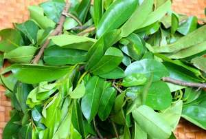 Vente chaude Feuilles de corossol séchées/Feuille de corossol-Récolté à l'état sauvage, séché au soleil, qualité de thé de qualité supérieure, exportation en vrac à bas prix - Product Image 4