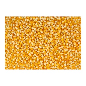 Vente en gros de maïs jaune sec à bon prix pour l'alimentation humaine et animale Maïs jaune séché propre/Maïs jaune séché à vendre - Product Image 2