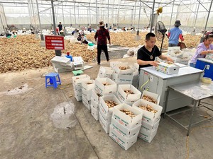 Gingembre frais séché de haute qualité Prix du marché par tonne Acheteurs en gros de gingembre pour l'exportation en Chine Gingembre Jaune Top - Product Image 6