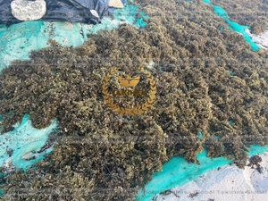 Premium Quality 100% Pure Dried Sargassum <b>Seaweed</b> Bulk Packaging Direct From Vietnam Supplier - Product Image 4