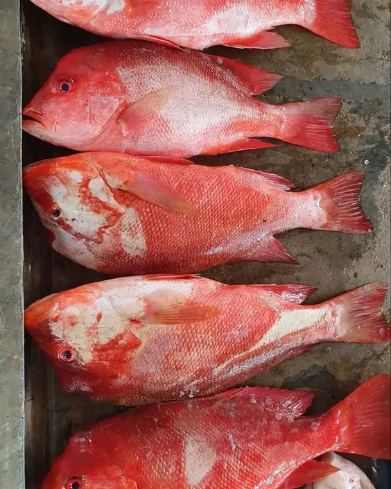 Poisson de vivaneau rouge congelé à vendre de norvège