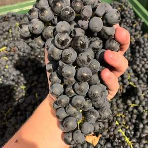 Uvas Negras Reales de Otoño - Uvas de Mesa Grandes Sin Semillas Clase 1 para Exportación Mayorista Premium - Product Image 5