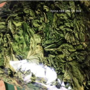 ใบหม่อนแห้งสำหรับชงชาจากเวียดนาม - Product Image 5