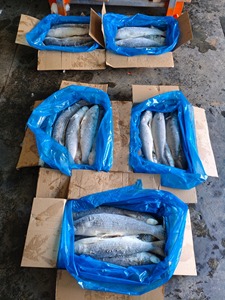 จำหน่ายปลามัลเล็ตแช่แข็งแบบ IQF พร้อมจำหน่าย สำหรับการแปรรูปอาหารและอาหารทะเล อายุการเก็บรักษา 12 เดือน - Product Image 3