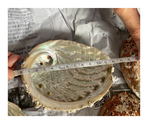 Coquillages de casque de frelon, coquillages naturels, coquillages en vrac - Product Image 1