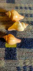 Conchas Marinas Naturales Talladas en Rosa en Tamaños Grandes para Decoración del Hogar y Tiendas de Artículos Marinos - Product Image 5