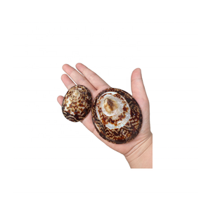 Seashell Collection Limpet Shell de 99 Gold Data Vietnam para Expresión artística y diseño artesanal con Limpet Shell - Product Image 6