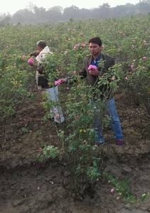 Eau de rose biologique de marque privée Brume pour le visage Spray de soin de la peau hydratant Tonique pour le visage Eau de rose - Product Image 4