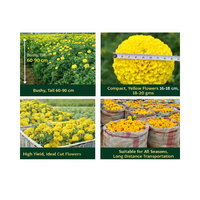 Semillas de Caléndula Ámbar Híbrida F1 de Alto Rendimiento Vokkal, 60-90cm de Altura, Ramas Abundantes, Pétalos Dobles, Flores Amarillas, 18-20g, Flores Frescas Cortadas