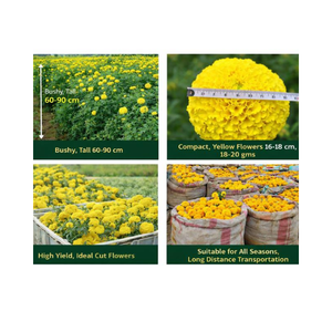 Semillas de Caléndula Ámbar Híbrida F1 de Alto Rendimiento Vokkal, 60-90cm de Altura, Ramas Abundantes, Pétalos Dobles, Flores Amarillas para Flores Frescas Recién Cortadas - Product Image 2