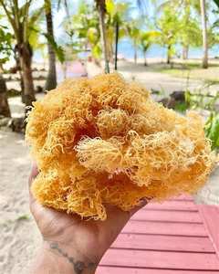 PRODUIT CHAUD 2025 POUR EXPORTER DE LA MOUSSE DE MER DU VIETNAM - Product Image 3