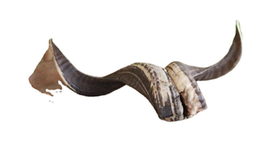 Grande trompette Shofar en corne de bélier de haute qualité avec des nuances claires, finition naturelle polie - Corne de bélier Shofar juif - Product Image 4