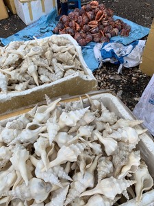 COQUILLE FUSINUS UPDATUS EN GROS DE HAUTE QUALITÉ ET PRIX CONCURRENTIEL DU MEILLEUR VENDEUR DU VIETNAM - Product Image 5