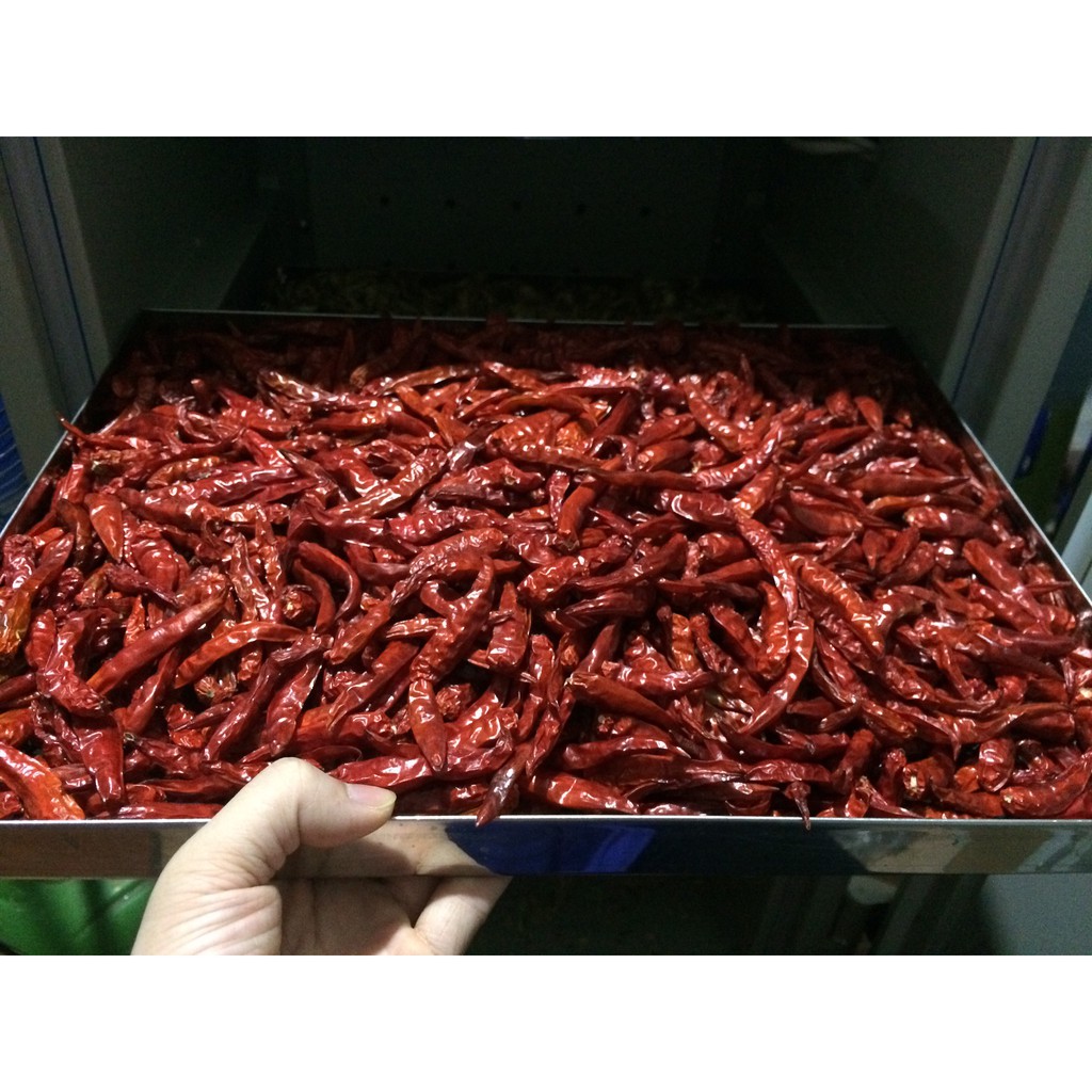 Chillies pepper for chili powder ingredient high quality with cheap price from Vietnam