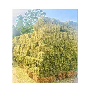 Hot sale Alfalfa hay in big bales for animal feeding available