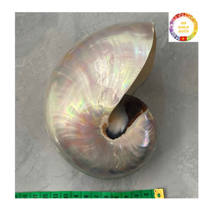 Concha Nautilus con cámara, concha marina espiral Natural decorativa pulida para arte marino inspirado en el océano, decoración de lujo para el hogar - Product Image 3