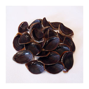 Murex Operculum Seashell / Operculum Shells/Gastrópodos en venta - Product Image 3