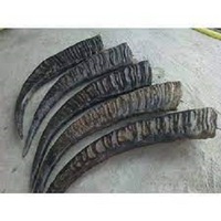 Pointe de corne de buffle brute de haute qualité, taille personnalisée, couleur naturelle polie, artisanat naturel décoratif portable pour les fêtes religieuses