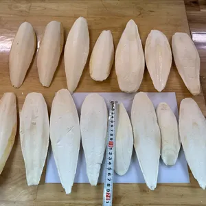 High-quality cuttlefish bone for healthy beak maintenance and enrichment.