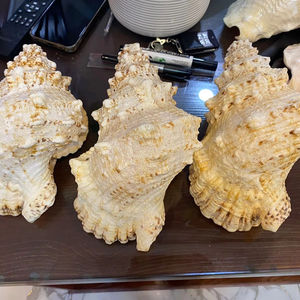 Coquillage pièces décoratives écologiques pour aquarium, décoration de mariage et artisanat directement du Vietnam - Product Image 1