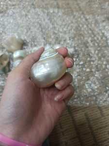 Hermosas conchas marinas surtidas para proyectos artesanales hechos a mano Interiores elegantes y elegantes bodas en la playa - Product Image 5