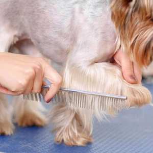 Peigne de toilettage pour animaux de compagnie à laser ionique double face pour poils épais et fins Utilisation douce pour les peaux sensibles à domicile - Product Image 5