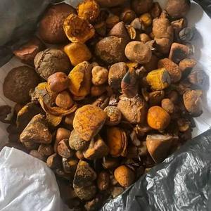 Calculs biliaires de vache de qualité à prix de gros directement auprès de fournisseurs et exportateurs fiables - Product Image 1