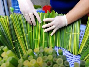 100% NATURAL <b>GRASS</b> DRINKING STRAWS in VIETNAM / SOPHIA - Product Image 2