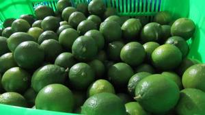 <b>Fresh</b> Green SEEDLESS LIME from Viet Nam Exporter with high quality and cheap price from Viet Nam - Product Image 4