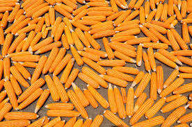 เมล็ดข้าวโพดเหลืองออร์แกนิกเกรดพรีเมียม ปลอดจีเอ็มโอ ผสมเมล็ดเสาวรส อบแห้ง คุณภาพสูง บริสุทธิ์ เหมาะสำหรับบดละเอียด แปรรูปอาหาร มีคุณค่าทางโภชนาการ - Product Image 3