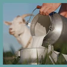 Leche de Cabra Fresca Entera para Adultos, Bebés y Niños, Leche Descremada Fortificada en Polvo en Cajas, Botellas, Sobres y Bolsas a Granel - Product Image 6