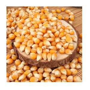 Maíz de alta calidad de la India para alimentación animal listo para la venta de exportación - Product Image 4