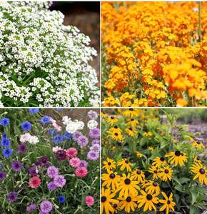 2024 expédition rapide parfumé annuel vivace fleur graines mélange oiseau papillon pollinisateur 22 espèces jardin extérieur couleur variété - Product Image 6