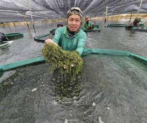 วางจำหน่ายแล้ว: องุ่นทะเลธรรมชาติ100% คุณภาพสูงสำหรับการใช้งานทั้งหมด - Product Image 4