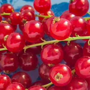 Grosellas frescas naturalmente dulces y jugosas Grosellas frescas listas para un gran volumen de suministro a granel con el mejor precio - Product Image 4